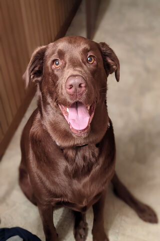 Joyful Moments with a Happy Pup! 🐶✨