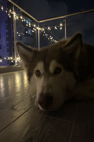 Husky Dreams Under the Stars ✨🐾