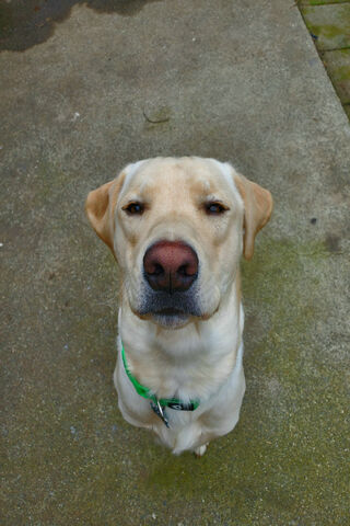 Joyful Lab: A Pawsitive Vibe! 🐾✨