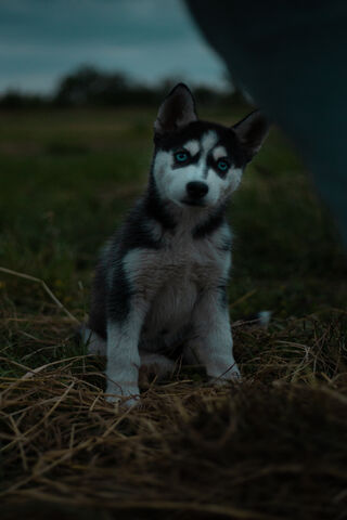 Husky Dog