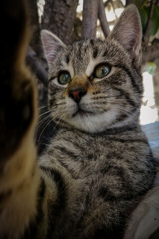 Curious Whiskers: Meet Hi Buddy! 🐾