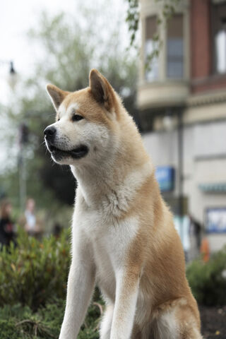 Hachi: The Loyal Heart of Akita