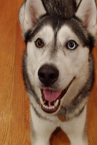 Husky Happiness: A Joyful Companion 🐾