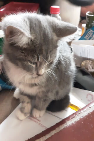 The Paws of Wisdom 🐾