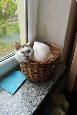 Cozy Cat Chronicles: The Basket Edition 🐾