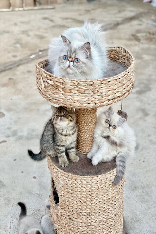 Jamal Persan: The Purr-fect Trio of Fluff!