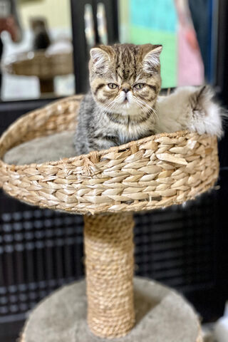 Jamal Persan: The Purr-fect Feline Star! 🐾✨