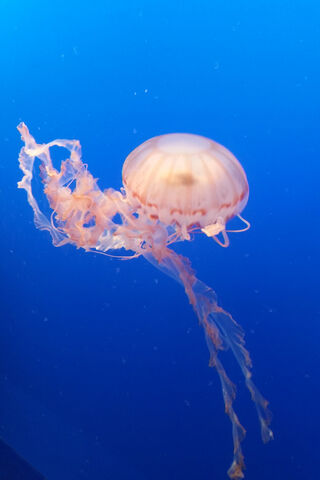 Dancing in the Deep: The Graceful Jellyfish