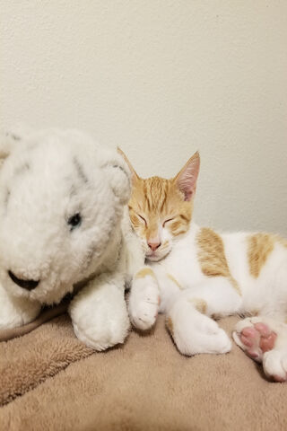 Cozy Companions: A Kitten's Dream 🐾💤