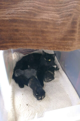 Cozy Cuddle Puddle of Kittens 🐾❤️