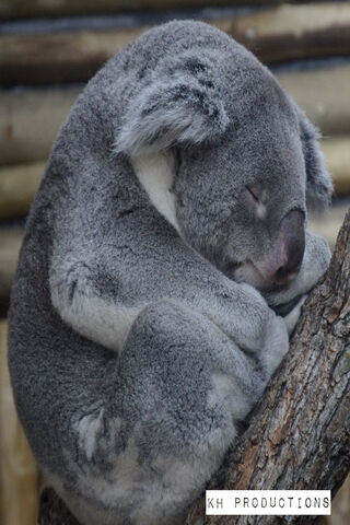 Dreamy Koala Nap 🌿💤