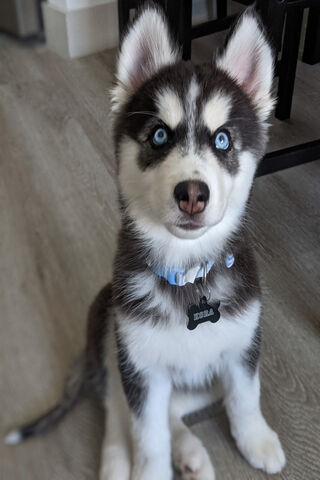 Kora: The Adorable Husky Pup 🐾