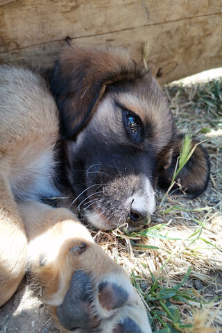Kopek's Cozy Nap Time 🐾💤