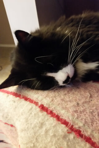 Kittens Kittens