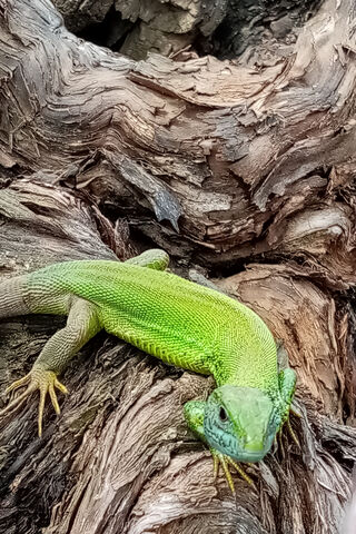 Emerald Guardian of the Forest 🌿🐉