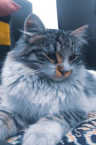 Little Kitty's Cozy Corner 🐾