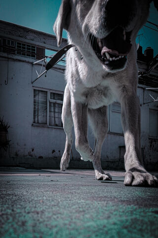 The Heist of Happiness: A Dog's Adventure