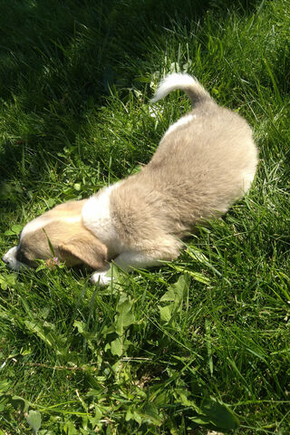 Little Dog's Adventure in the Grass 🌿🐾