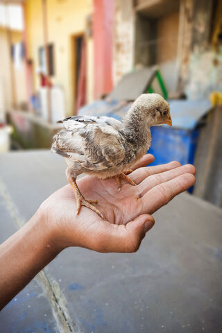 Tiny Feathered Friend 🐥❤️