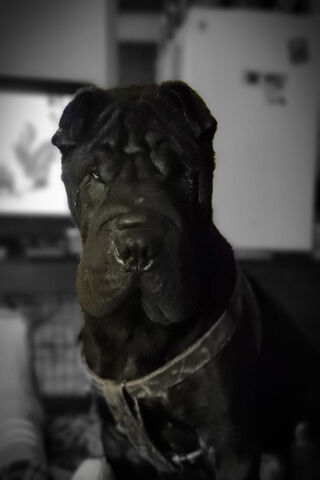 My Adorable Shar Pei 🐶❤️