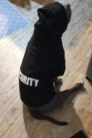 Miklo the Security Pup 🐾