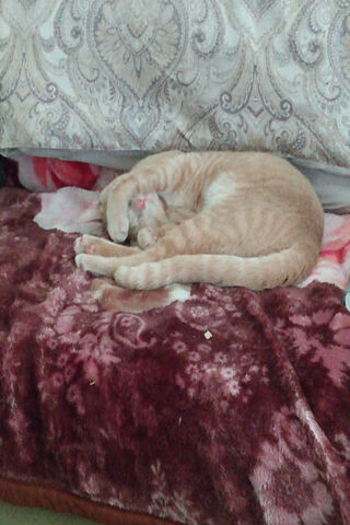 Cozy Cat Dreams 💤