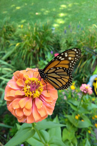 The Monarch's Garden Dance 🦋🌼