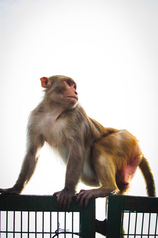 Curious Monk: The Watchful Guardian of the Wild 🐒✨