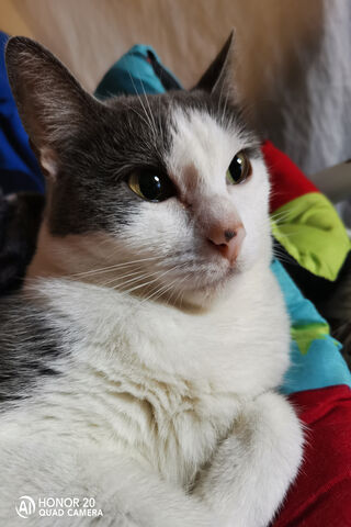 Michi the Cozy Cat 🐾