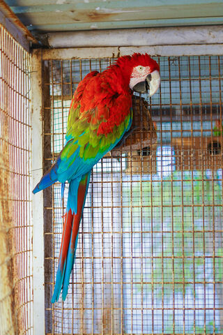 The Vibrant Beauty of the Macaw 🦜✨