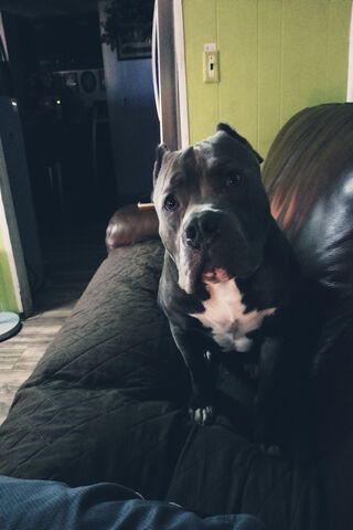 Miklo: The Couch Guardian 🐾