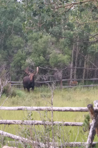 Majestic Moose in the Wild 🦌🌲