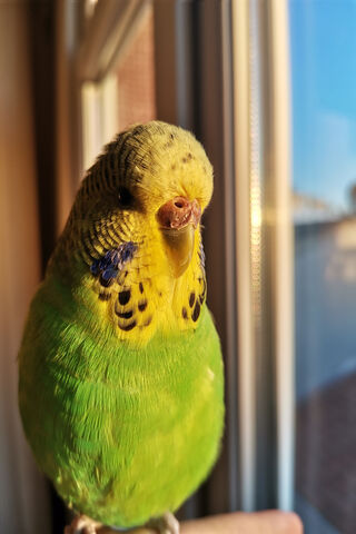 The Charming Muhabbet Kusu: A Feathered Friend 🌈