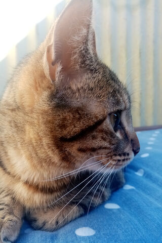 Minina: The Curious Cat 🌟