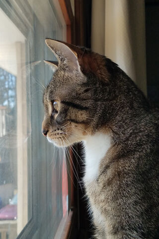 Reflections of Curiosity 🐾✨