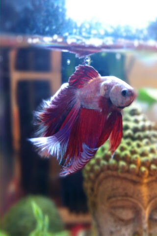 Graceful Swimmer: The Beauty of Nano