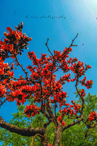 Blossoms Under the Blue Sky 🌸☀️