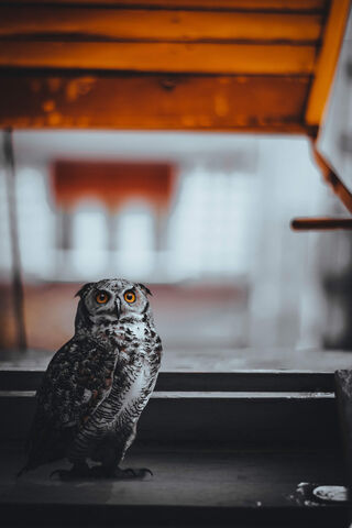 Mystical Gaze of the Owl 🦉✨