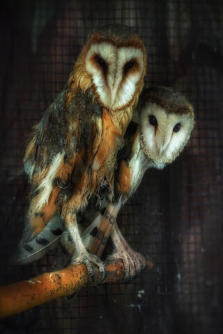 Whispers of the Night: The Enigmatic Owls 🦉✨