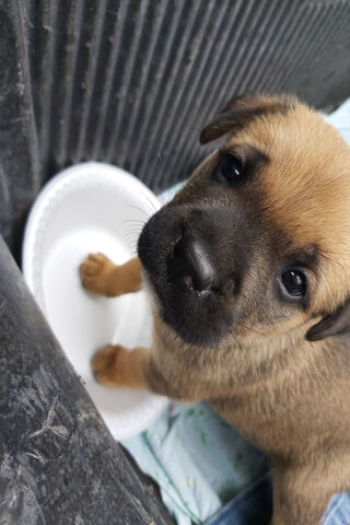 Perrito's Playful Paws 🐾