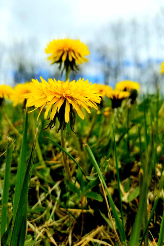 Dandelions: Nature's Resilient Beauty 🌼
