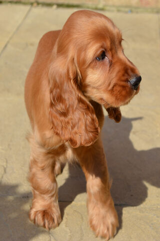 Adorable Puppy Spaniel: A Bundle of Joy! 🐾❤️