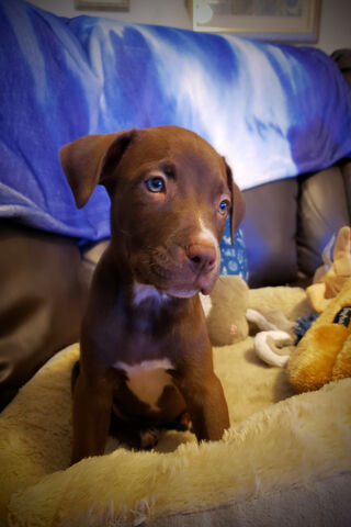 Adorable Pitbull Pup: A Bundle of Joy! 🐾❤️