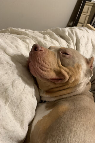 Dreamy Days with Priest 🐾💤