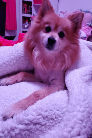 Cozy Canine Cuddle 🐾✨