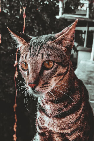 Whiskers of Wonder: The Enigmatic Pet Cat 🐾✨