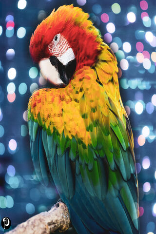 Parrot