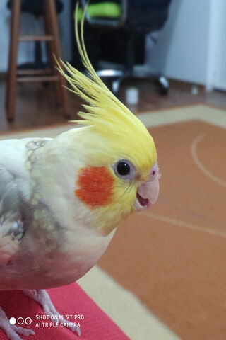 Cocktail of Colors: The Charming Parrot