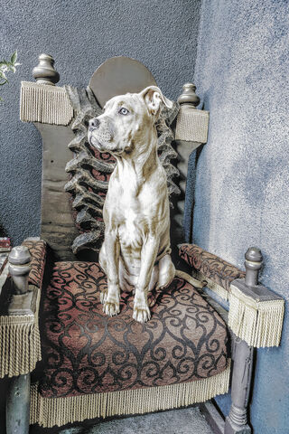 Royal Bluefawn: The Pup on the Throne 👑🐾