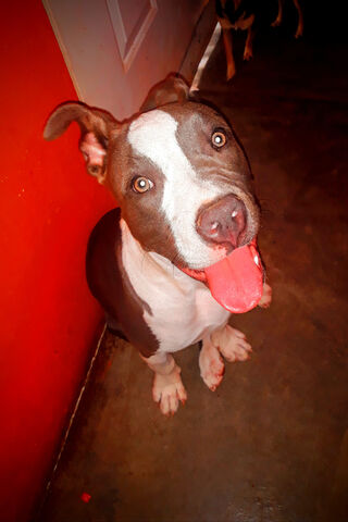 Meet the Charming Pitbull Blue! 🐾💙